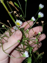 Erigeron strigosus