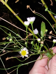Erigeron strigosus