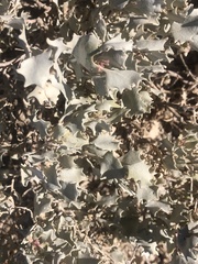 Atriplex hymenelytra