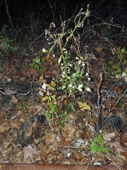 Erigeron strigosus