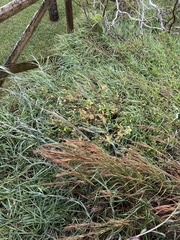 Heterotheca subaxillaris