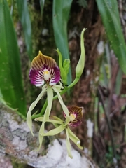 Prosthechea cochleata