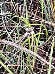 Rhynchospora colorata