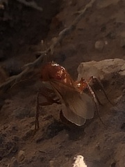 Pogonomyrmex
