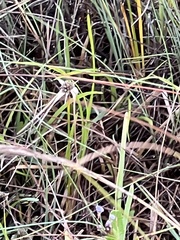 Rhynchospora colorata