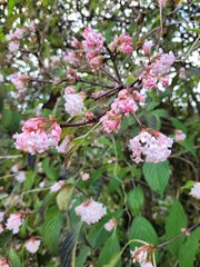 Viburnum farreri