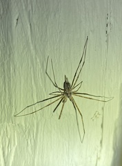 Tamopsis