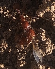 Pogonomyrmex