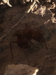 Pogonomyrmex