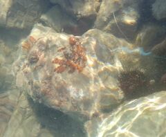 Botryllus