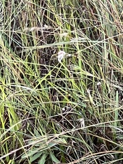 Rhynchospora colorata