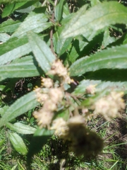 Baccharis punctulata