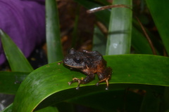 Pristimantis gretathunbergae