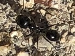 Veromessor pergandei