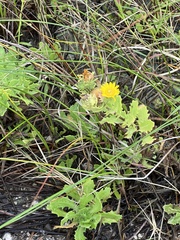 Rayjacksonia phyllocephala