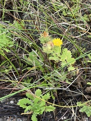 Rayjacksonia phyllocephala