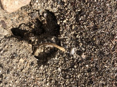 Veromessor pergandei