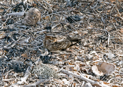 Caprimulgus madagascariensis