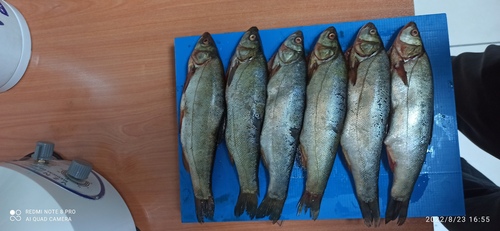 Anatolian minnow (Pseudophoxinus anatolicus) — Cyprinidae