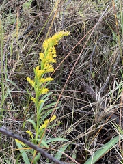 Solidago mexicana