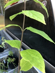 Calycanthus floridus