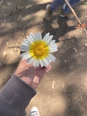 Glebionis coronaria