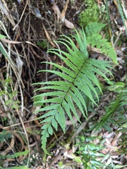 Asplenium contiguum contiguum