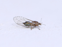 Triozidae
