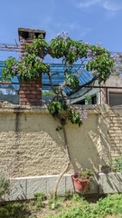 Solanum wendlandii