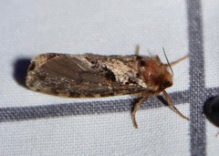 Korscheltellus gracilis