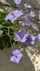 Solanum wendlandii