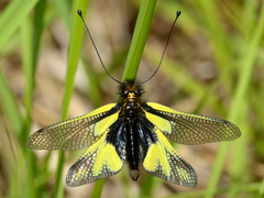 Libelloides coccajus