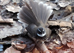 Rhipidura albicollis