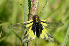 Libelloides coccajus