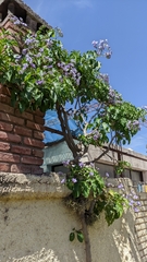 Solanum wendlandii