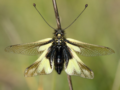 Libelloides coccajus