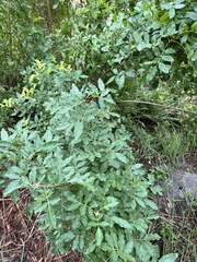 Schinus terebinthifolia