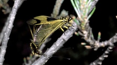 Libelloides longicornis