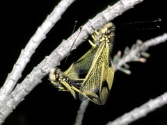 Libelloides longicornis