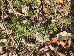 Leucospora multifida