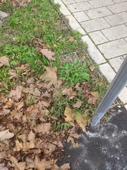 Bothriochloa barbinodis