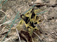 Libelloides longicornis