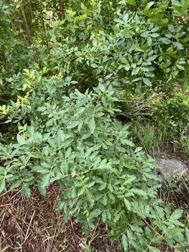 Schinus terebinthifolia