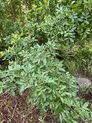 Schinus terebinthifolia