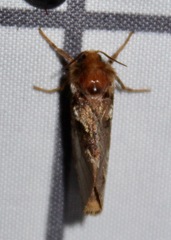 Korscheltellus gracilis