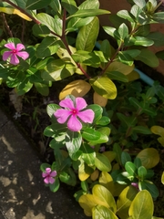 Catharanthus roseus