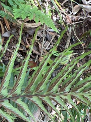 Asplenium contiguum contiguum