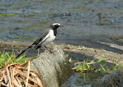 Motacilla maderaspatensis