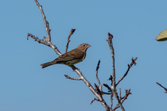 Emberiza rutila