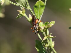 Sphex ichneumoneus